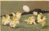chicks.jpg (80802 bytes)